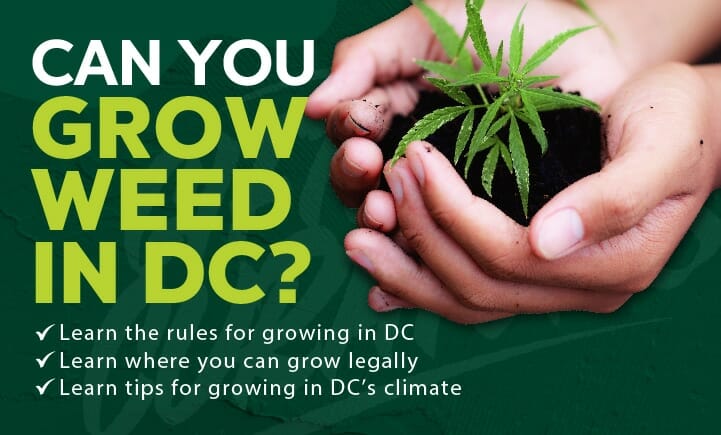 https://www.giftedcuratorsdc.com/wp-content/uploads/2021/11/growing-weed-in-dc.jpg