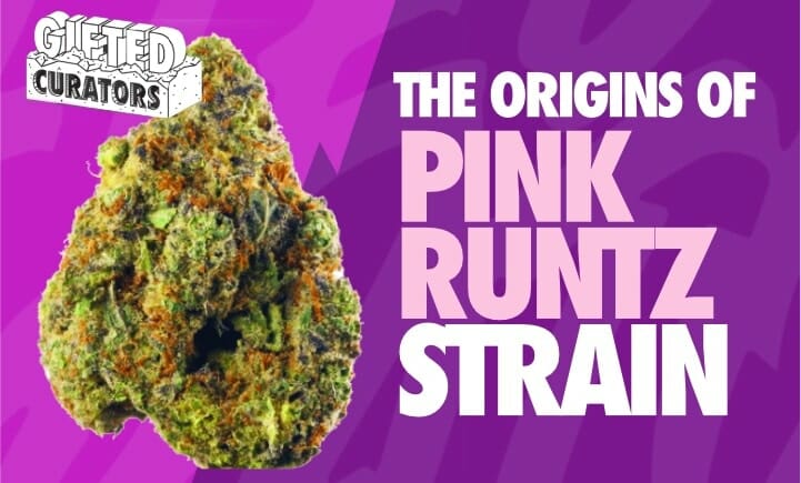 Where did Pink Runtz Strain come from?